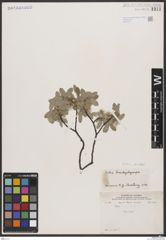 Foto von Salix brachycarpa Nutt.